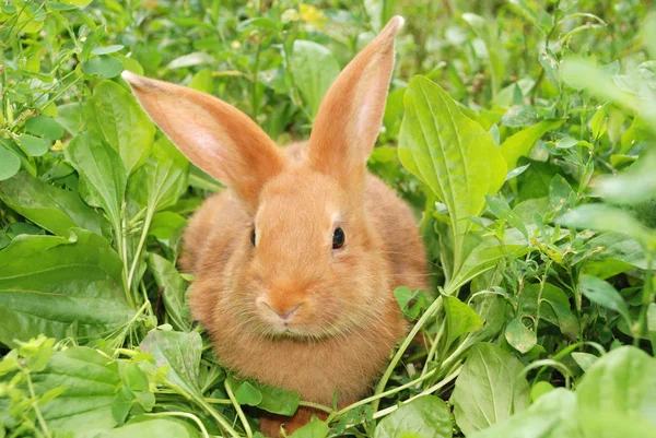Malé oranžové králík — Stock fotografie