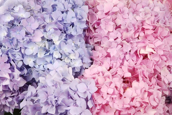 Blå och rosa hydrangea macrophylla — Stockfoto