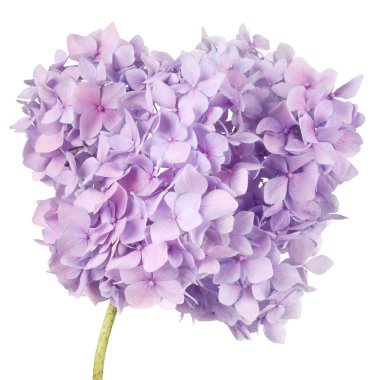 Hamile karnına ve etiket notları (kırpma yolu)