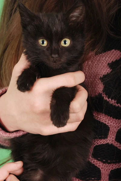 Mädchen mit flauschigem Kätzchen — Stockfoto