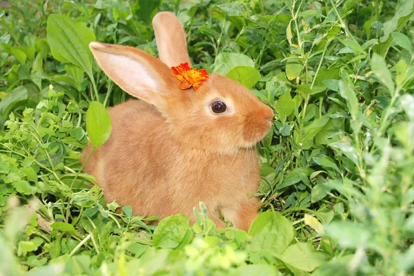 Little orange rabbit — Stock Photo, Image