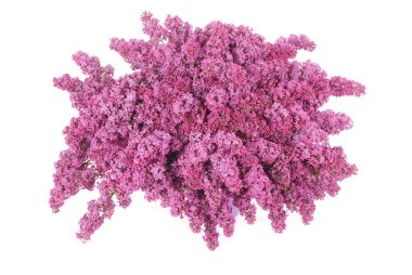 Mor Eflatun çiçekler