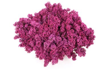 Mor Eflatun çiçekler