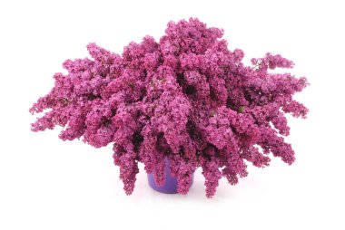 Mor Eflatun çiçekler