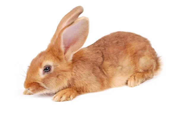 Pequeño conejo naranja — Foto de Stock