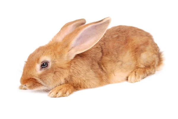 Pequeño conejo naranja — Foto de Stock