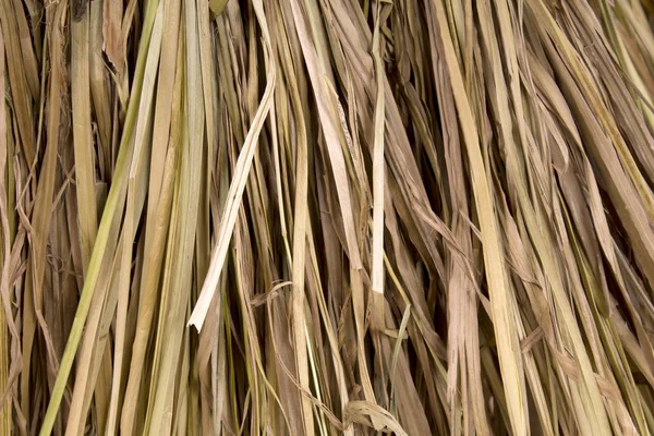 Background of dry reeds — Stock Photo, Image