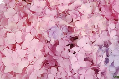pembe ortanca macrophylla