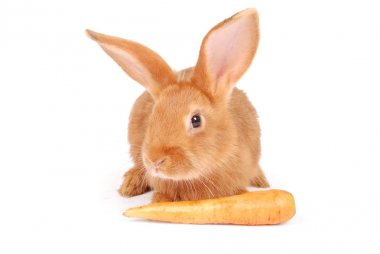 Küçük portakal tavşan havuç yeme