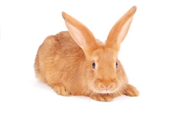 Pequeño conejo naranja — Foto de Stock