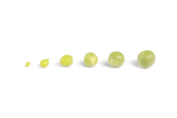 Pods of green peas — Stock Photo, Image