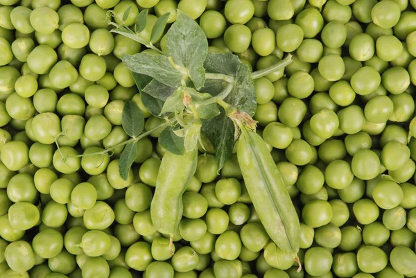 Pois verts texture de fond légume — Photo