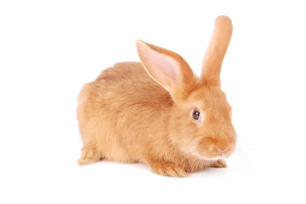 Mały królik pomarańczowy — Zdjęcie stockowe