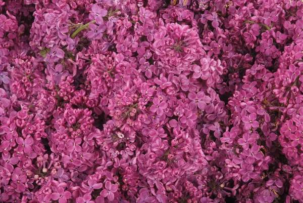 Tło fioletowe kwiaty bzu — Zdjęcie stockowe