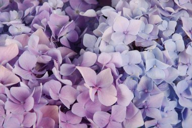 Mavi ve pembe hydrangea macrophylla