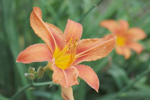 Giant orange Daylily