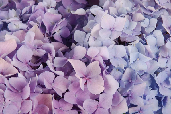 Ortensia macrophylla blu e rosa — Foto Stock