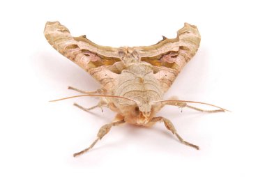 Kahverengi gece kelebek