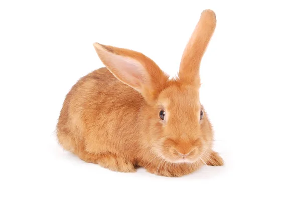 Pequeño conejo naranja — Foto de Stock