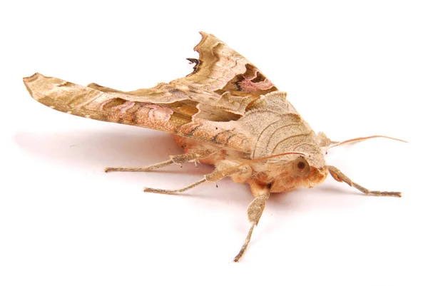 Brown night butterfly — Stock Photo, Image