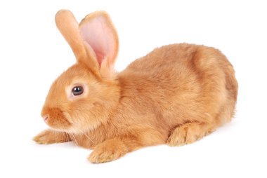 Küçük portakal tavşan