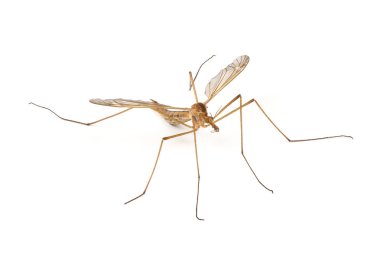 Silindirrotomina izole