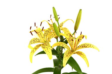 Sarı Zambak çiçeği