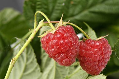 Yaprak gıda arka plan ile Ahududu dal.