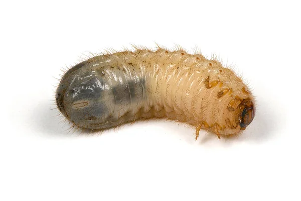 Larva of a may beetle — Stock Photo, Image