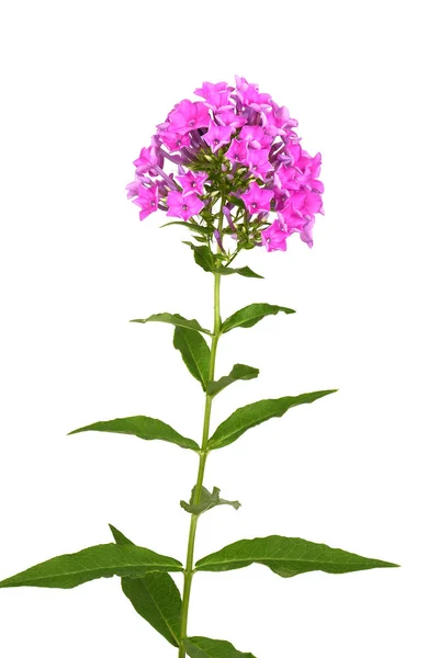 Purpurphlox — Stockfoto