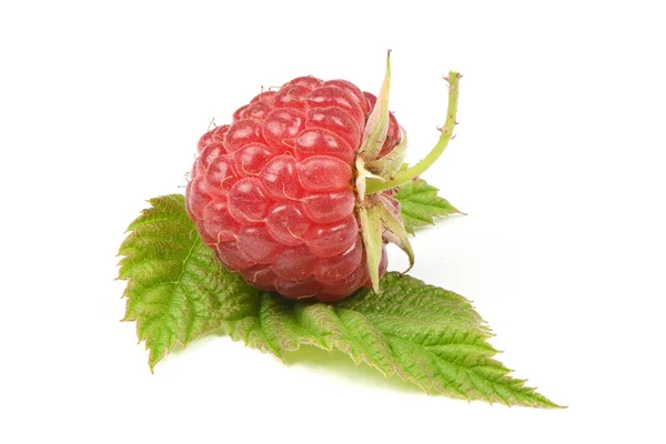 孤立的成熟莓 — 图库照片