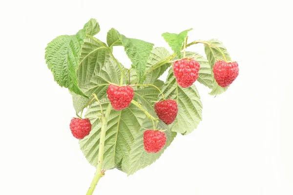 Ripe raspberry isolated — Stock Photo, Image