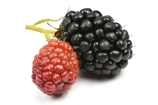 Blackberry madura e inmadura —  Fotos de Stock