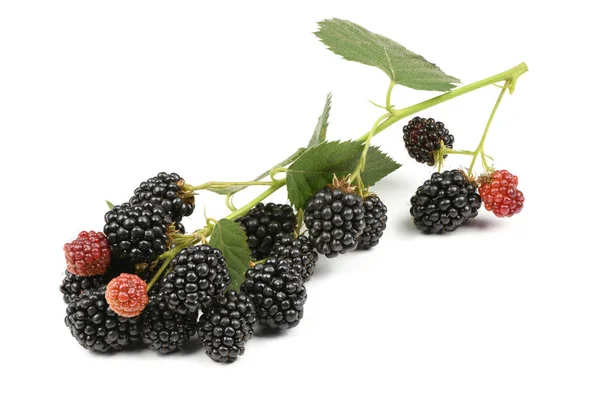 Ripe and unripe blackberry — Stock Photo, Image