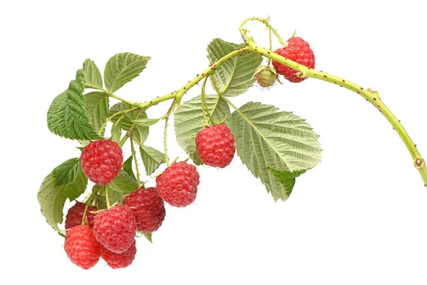 Ramita de frambuesa con hojas — Foto de Stock