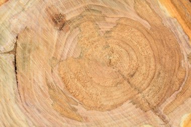 Yıllık halkalar clo ile taze kütük yüzeyinin üst görünümü