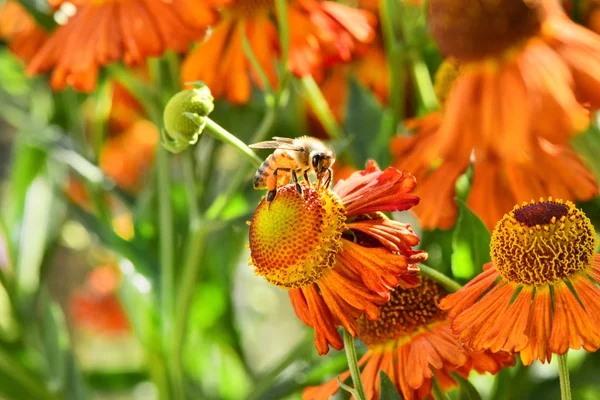 Μέλισσα μαζεύοντας νέκταρ από πορτοκαλί λουλούδι. — Φωτογραφία Αρχείου