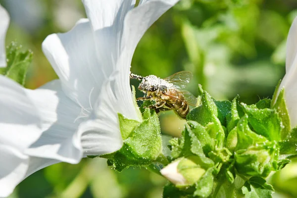 Bee while collecting pollen from white flower. — Stock Photo, Image