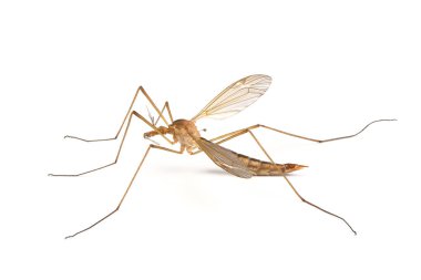 Silindirrotomina izole