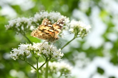 Güzel boyalı bayan