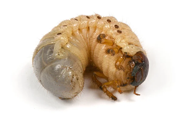 Larva of a rhinoceros beetle — Stock Photo, Image