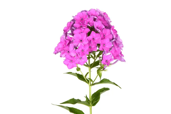 Rostlina fialová — Stock fotografie