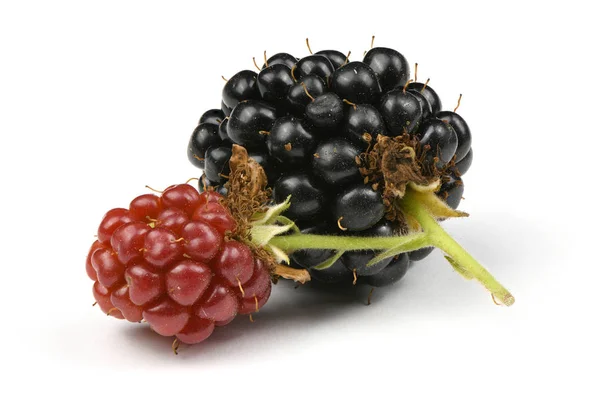 成熟和未成熟的黑莓 — 图库照片