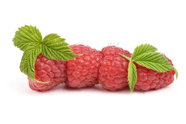 Four red raspberry berries — Stock Photo, Image