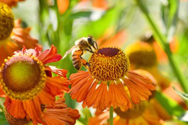 Arı portakal çiçeğinden nektar toplama.