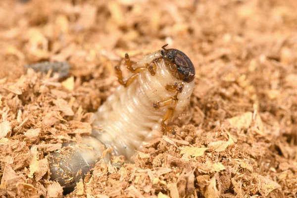 犀牛甲虫的幼虫 — 图库照片