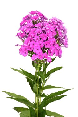 Mor phlox bitkisi