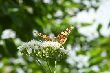 Güzel boyalı bayan