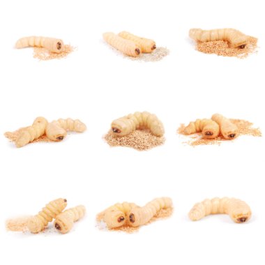 Dokuz larva kabuk böceği (Scolytinae).