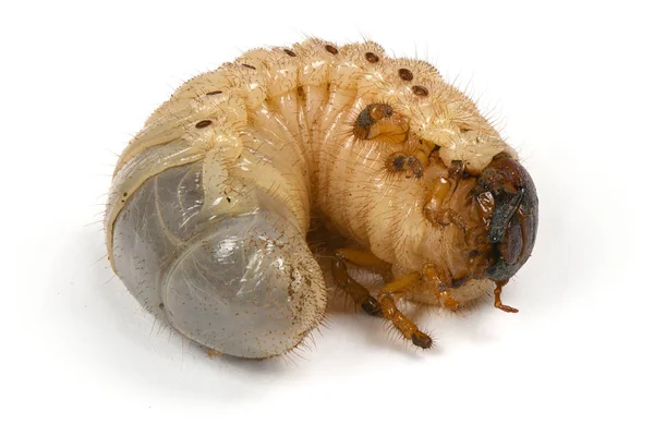 犀牛甲虫的幼虫 — 图库照片